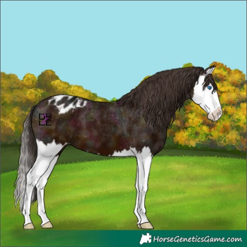Horse Color:Midnight Bay Ice Splash Appaloosa 