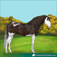 Horse Color:Midnight Bay Ice Splash Appaloosa 