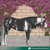 Horse Color:Black Sabino 