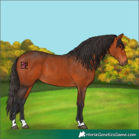 Horse Color:Bay 