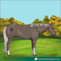 Horse Color:Silver Black Sabino Tobiano