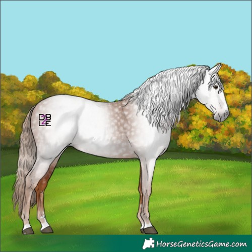 Horse Color:Gray Chestnut