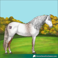 Horse Color:Gray Chestnut 