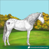 Horse Color:White Spotted Black Appaloosa 