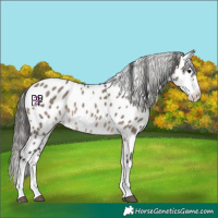 Horse Color:Brown Dun Splash Appaloosa 