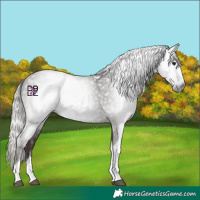 Horse Color:Gray Silver Black Tobiano