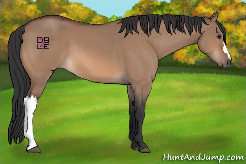 Horse Color:Bay Dun