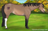 Horse Color:Bay Dun