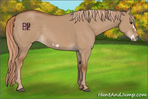 Horse Color:Red Dun Frame