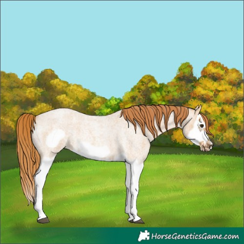 Horse Color:Red Dun Roan Splash Frame Rabicano