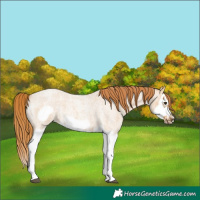 Horse Color:Red Dun Roan Splash Frame Rabicano 