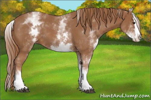 Horse Color:White Spotted Chestnut Splash 
