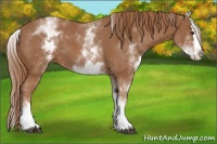 Horse Color:White Spotted Chestnut Splash 