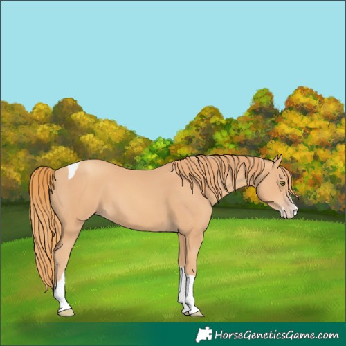 Horse Color:Gold Champagne Splash Tobiano 