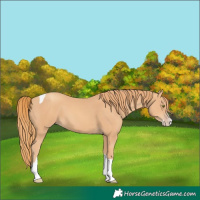 Horse Color:Gold Champagne Splash Tobiano 