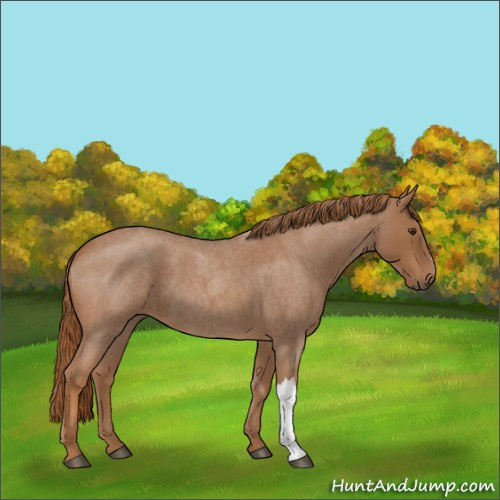 Horse Color:Red Roan 