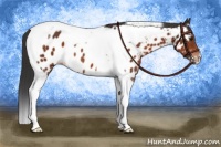 Horse Color:Brown Tobiano Appaloosa 
