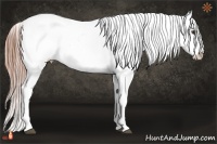 Horse Color:Chestnut Appaloosa 