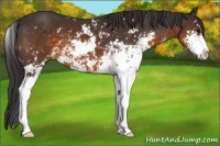 Horse Color:Buckskin Sabino 