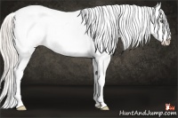 Horse Color:Silver Sable Champagne Varnish 