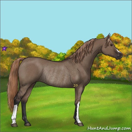 Horse Color:Liver Red Dun Rabicano 