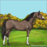 Horse Color:Liver Red Dun Rabicano 