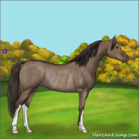 Horse Color:Liver Red Dun Rabicano 