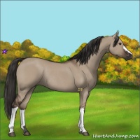 Horse Color:Liver Red Dun Rabicano 