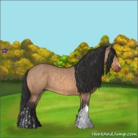 Horse Color:Bay Dun  and Bay Dun 