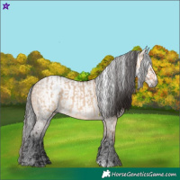 Horse Color:Bay Dun  and Gray Bay Dun 