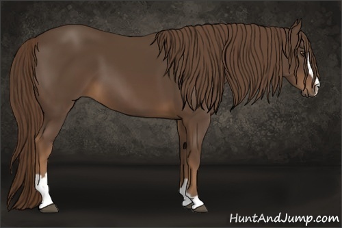 Horse Color:Liver Chestnut Sabino