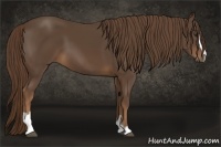 Horse Color:Liver Chestnut Sabino 