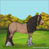 Horse Color:Brown Dun  and Bay Dun 