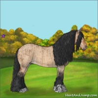 Horse Color:Brown Dun  and Bay Dun 