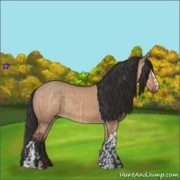 Horse Color:Brown Dun  and Bay Dun 