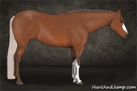 Horse Color:Silver Bay 