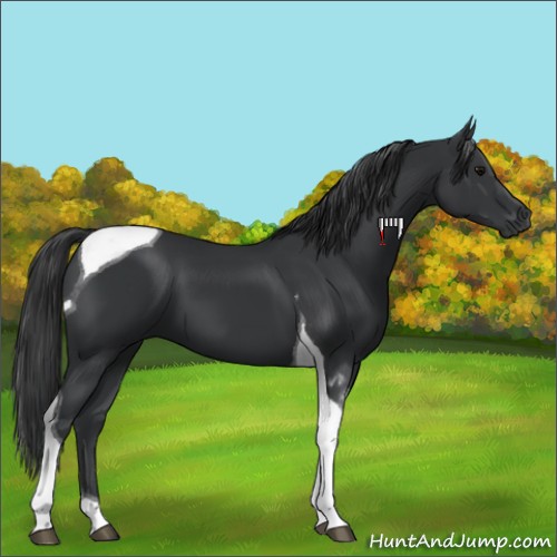 Horse Color:Black Tobiano 
