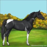 Horse Color:Black Tobiano 