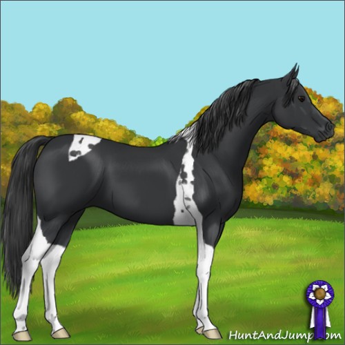 Horse Color:Black Tobiano 