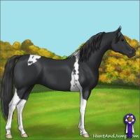 Horse Color:Black Tobiano 