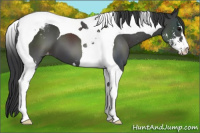 Horse Color:Black Sabino Tobiano Appaloosa 