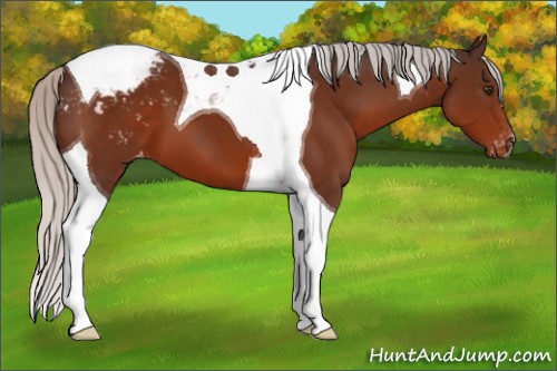 Horse Color:Silver Brown Tobiano Appaloosa 