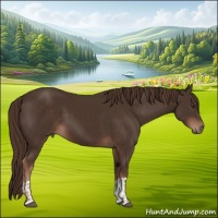 Horse Color:Liver Chestnut  and Liver Chestnut 