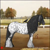 Horse Color:Blue Roan Appaloosa