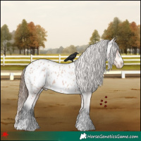 Horse Color:Bay Roan Near Leopard 
