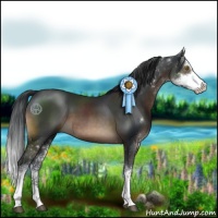 Horse Color:Brown Sabino 
