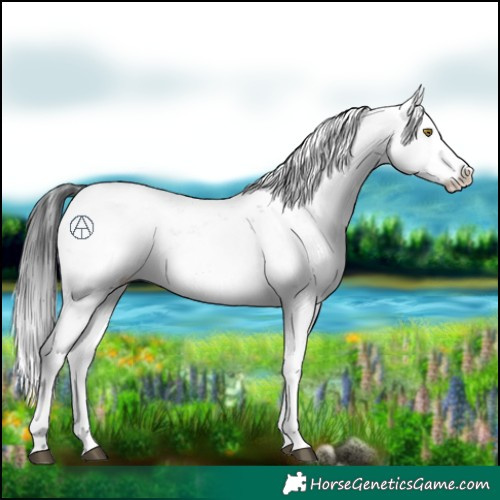 Horse Color:Brown Sabino 