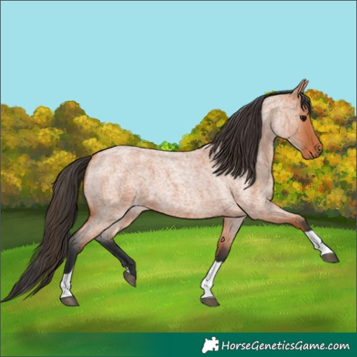 Horse Color:Bay Roan Tobiano 