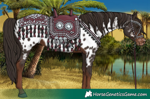 Horse Color:Liver Chestnut Appaloosa 