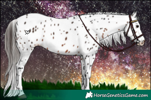 Horse Color:Brown Appaloosa 